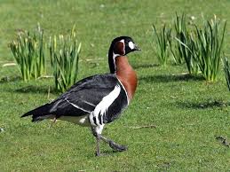 Alors que quelque 119 foyers d'infection à la grippe aviaire ont été recensés dans les landes, le gouvernement a annoncé jeudi soir une amplification. Une Oie Retrouvee Morte Deuxieme Cas De Grippe Aviaire Confirme Sur La Faune Sauvage Dans La Manche La Presse De La Manche