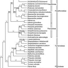 Image result for Streptopetalum serratum