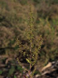 Image result for Dysphania schraderiana