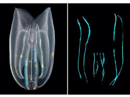 東大ら，発光するクモヒトデを発見 | OPTRONICS ONLINE オプトロニクスオンライン