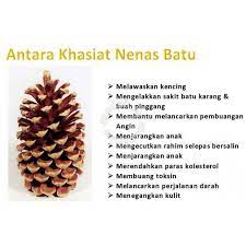 Batu akik anggur bulan memiliki banyak sekali manfaat dan kasiatnya, batu ini juga salah satu batu tercantik yang sangat digemari oleh para pemburu batu akik anggur bulan memiliki bentuk permata yang sering digunakan untuk menghiasi cincin, dan sangat cocok untuk dijadikan hiasan batu liontin. Nenas Batu Mesir Saiz Besar Shopee Malaysia