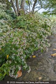 Image result for Xyris asterotricha