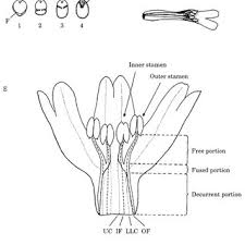 Image result for Isoglossa pawekiae