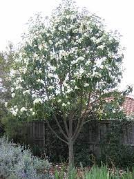 Liriodendron tulipifera also known as tulip poplar is neither tulip nor poplar. Pruning Magnolia Trees Trimming Shaping Tips Southern Magnolia Tree Magnolia Trees Magnolia Grandiflora