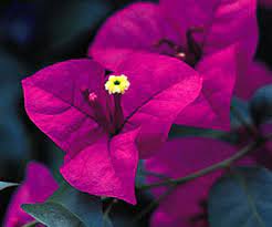 Bougainvillea Plant Genus Britannica