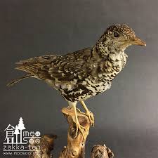 Image result for トラツグミ