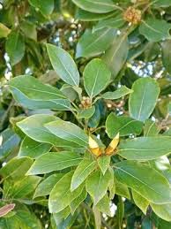 Image result for Tetradenia bainesii