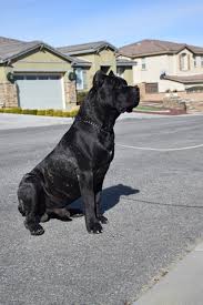 We did not find results for: Socal Presa Tyson Xxl Presa Canario Stud Socalpresa Presa Canario Breeder