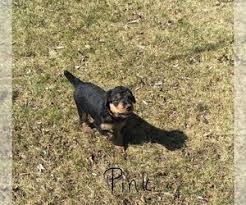 We have two akc airedale terrier litters for sale by deposits. View Ad Airedale Terrier Litter Of Puppies For Sale Near Michigan Mc Bain Usa Adn 197453