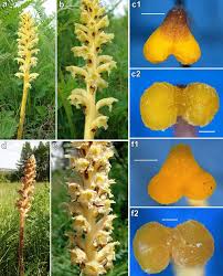 Image result for Orobanche