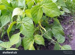 Image result for Phaseolus vulgaris