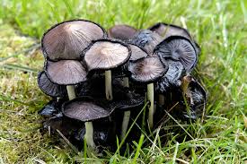 Image result for Coprinus sp.