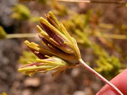 Image result for Orobanchaceae