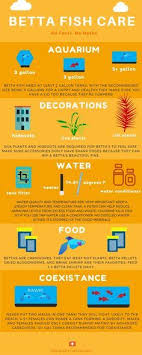Pet Fish Stuff Betta Care 101 Infographic Betta Fish Care Betta Fish Betta Fish Tank