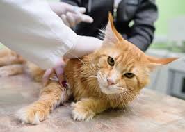 The valve that controls how food moves from your stomach to your intestines may have also been removed or changed during your surgery. Lymphoma In Cats All About Cats