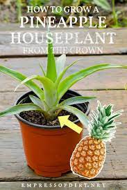 Pin On Seeds Propagation Tips