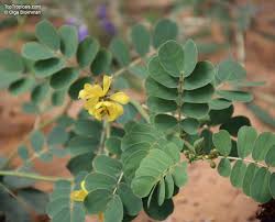 Image result for Senna italica