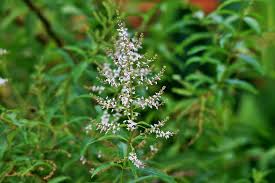 We did not find results for: Aloysius Lemon Verbena Useful Properties And Contraindications Growing Photo