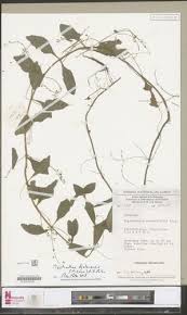 Image result for Achyrospermum ciliatum