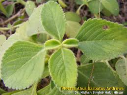 Image result for Coleus barbatus