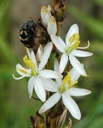 Image result for Chlorophytum bowkeri