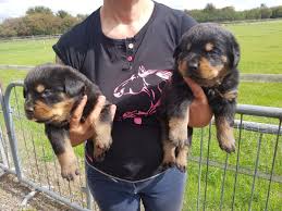 Our rottweiler puppies are available for sale in washington & various other parts of the us. Rottweiler Puppies Kc Reg For Sale Wickford Essex Pets4homes
