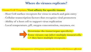 1 Viral Structure And Replication Flashcards Quizlet