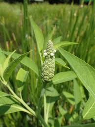 Image result for Sphenoclea zeylanica