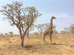 L'afrique du sud est un vaste pays qui mérite d'être parcouru aussi bien dans les terres que sur la mer. Best Of Afrique Du Sud Coups De Coeur Et Incontournables Poesy By Sophie