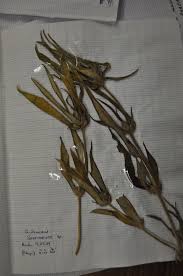 Image result for Spermacoce sp.