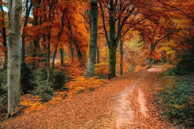 Fall Photos - Download Free High-Quality Pictures | Magnific (formerly  Freepik)