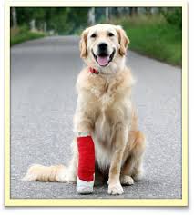 There are 2 boys and 4 girls and their colours are a very light. Emergency Veterinary Care In Jupiter