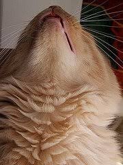 There are many causes including the use of plastic food bowls, allergies, inflammation and poor grooming. Cat Illnesses Symptoms To Watch For Ask The Cat Doctor