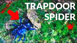 Check spelling or type a new query. Feeding A Wild Trapdoor Spider And Finding Lots Of Tarantula Youtube