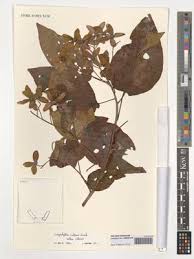 Image result for Carpodiptera africana