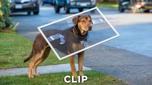 Seit über 150 jahren rätseln ornithologen darüber, wieso brieftauben immer so zielsicher ihren weg nach hause finden. Die Unglaublichen Abenteuer Von Bella Clip Lauf Nach Hause Ab 24 1 19 Im Kino Youtube