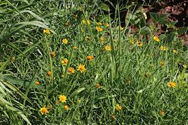 Image result for Pascalia glauca