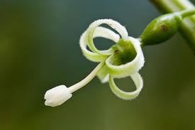 Image result for Cayaponia