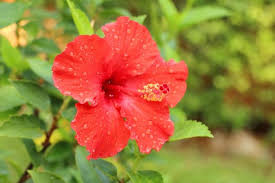 Teh hibiscus dibuat dari kelopak bunga yang sudah dikeringkan dan dipisahkan dari bijinya. Rutin Minum Air Rendaman Bunga Sepatu Setiap Hari Wanita Ini Alami Perubahan Tak Terduga Pada Tubuhnya Dalam Waktu Singkat Semua Halaman Sajian Sedap