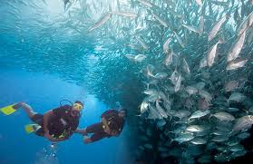 Scuba Diving Certification San Diego Ca Splash Dive