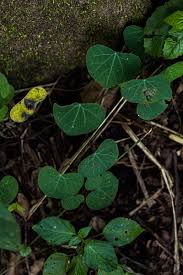 Image result for Cissampelos torulosa