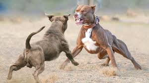 American Bully Vs Pitbull Real Fight Pitbull Vs American Bully Blondi Foks Youtube