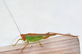 Image result for Erythrocephalum