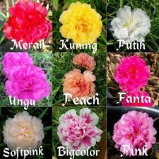 Selain serba guna, bunga ini begitu tangguh dan indah. Tanaman Krokot Gelang Bunga Hias Tanaman Bunga Portulaca Mossrose Tanaman Hias Bunga Krokot Lazada Indonesia