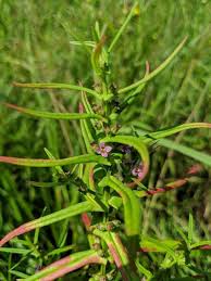 Image result for Ammannia aegyptiaca