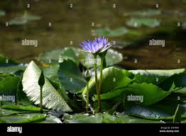 Image result for Nymphaea nouchali
