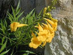 We did not find results for: Tecoma Stans Yellow Bells Native Plants Of North America
