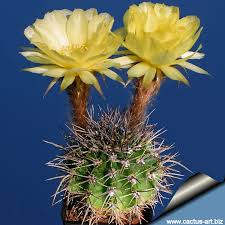 Image result for Cavacoa aurea