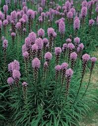 Image result for Tetragonia spicata