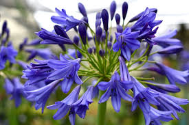 Image result for Agapanthus codii